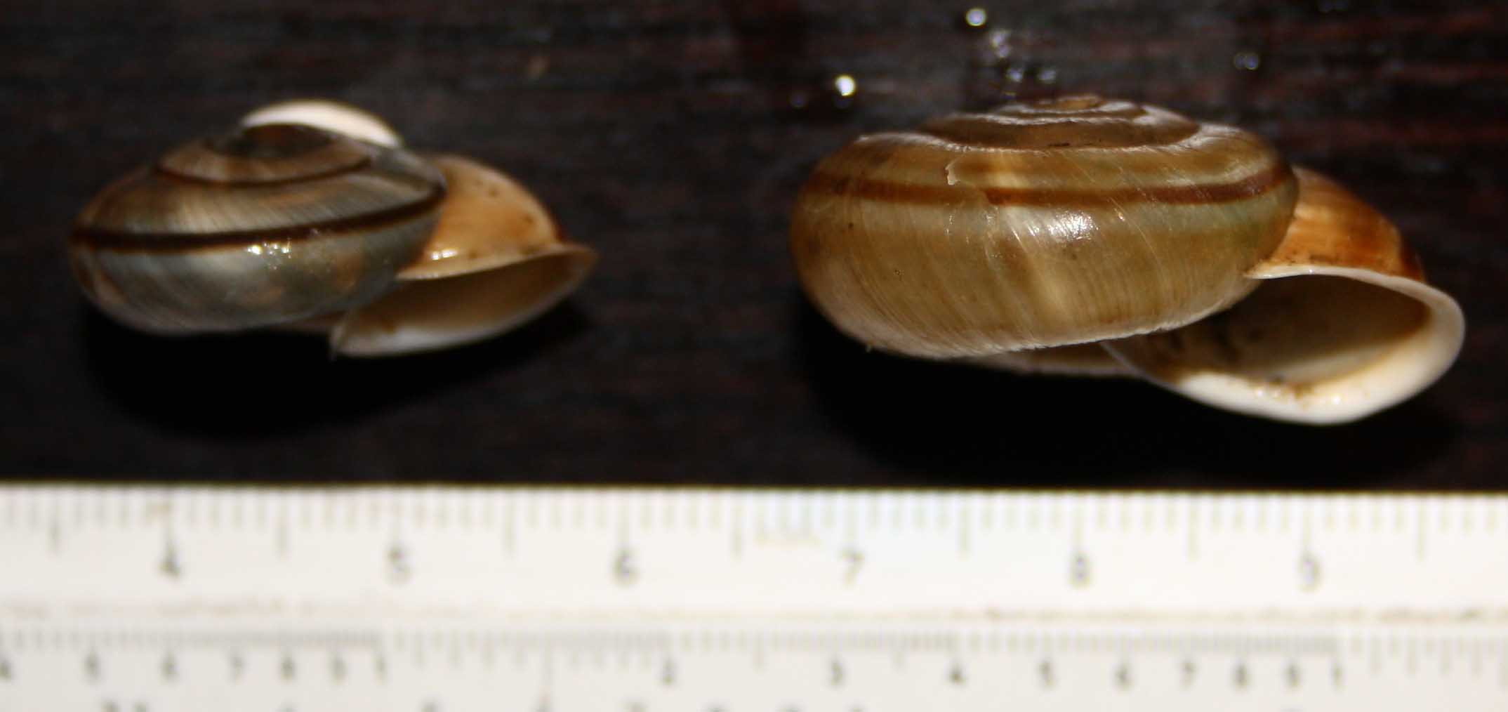 altri Chlilostoma da cima Grappa